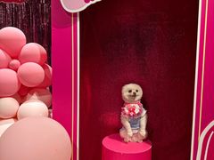 -百好乐宠物友好餐厅(朝外大街店)