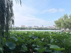 -莲花池公园
