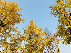 -百林公园-两江幸福广场