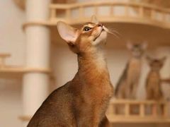 -猫十亿·布偶金渐层·曼基康矮脚猫舍(青年路店)
