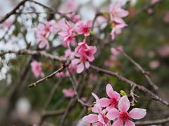 -中国科学院华南植物园