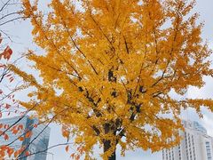 -新虹桥中心花园