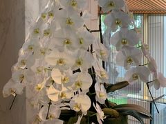 -尼依格罗香港美利酒店