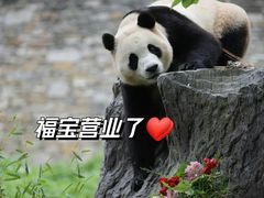 -卧龙中华大熊猫苑神树坪基地