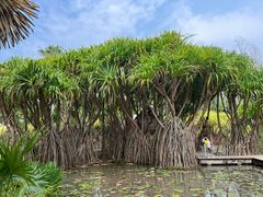 -中国科学院西双版纳热带植物园