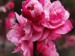 -桃花涧