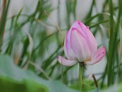 -丁香湖公园