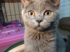 -博特宠物医院24h犬猫全科.骨科·异宠