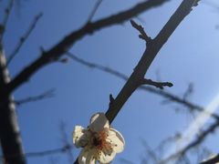 -林屋梅海青梅保护基地