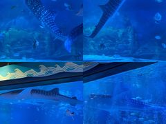 -烟台海昌鲸鲨海洋公园