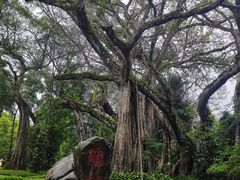 -瑞丽独树成林风景区