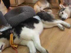 -Husky Go! 哈士奇体验馆·宠物咖啡厅狗咖