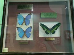 -上海昆虫博物馆