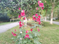 -大渡口区义渡公园