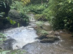 -莫里热带雨林景区