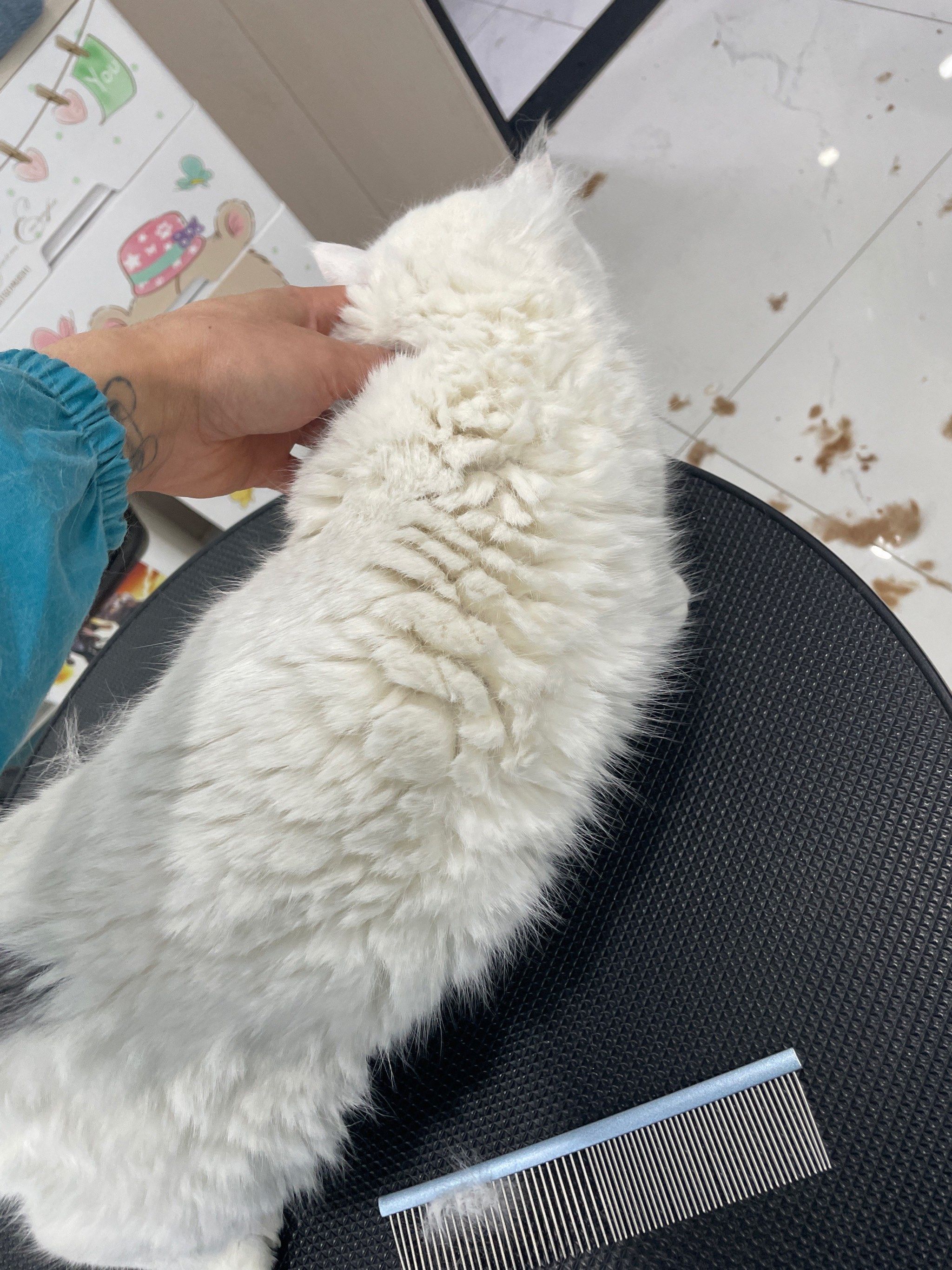 猫咪前后洗浴对比
