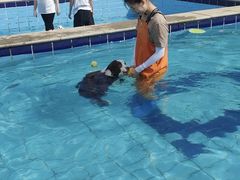 -趣玩宠物乐园寄养训犬训狗游泳池