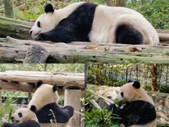 -都江堰中华大熊猫苑