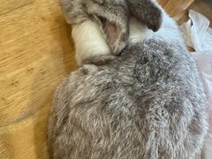 -楼上猫咖(罗湖店)