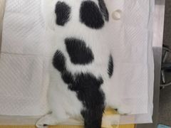 -安安宠医·安宠宠物医院