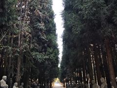 -武陵山森林公园