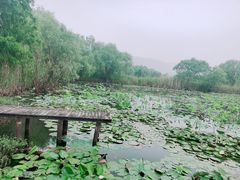 -长兴太湖图影湿地文化园