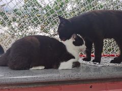 -喵屿·大理花园猫咖