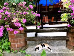 -Dang restaurant (patong phuket)