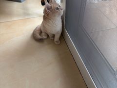 -御宝贝·A梦猫科宠物医院(国际猫友好医院)