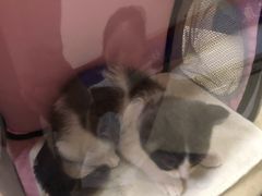 -艾贝尔宠物医院·狂犬免疫点(江山金象城店)