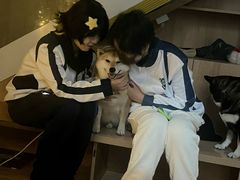 -是阿柴呀！柴犬咖啡·爱喵喵猫咖