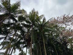 -中国科学院西双版纳热带植物园