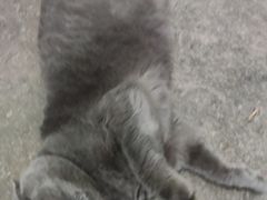 -动物缘宠物医院·骨科·猫科(西二环店)