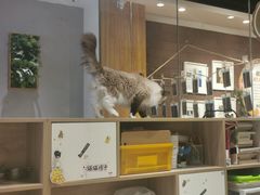 -藏猫猫咖啡主题馆(中央大道店)