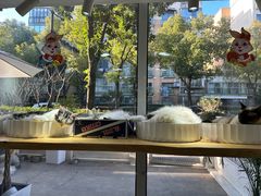 -李小姐の猫咖啡馆(五角场店)
