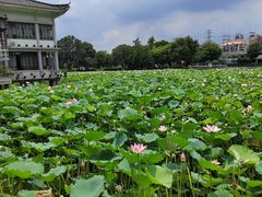 -荔湾湖公园