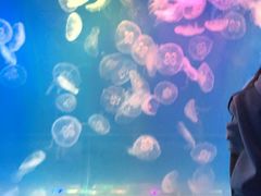 -左海海底世界