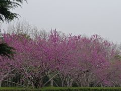 -上海市第一人民医院(松江南部)