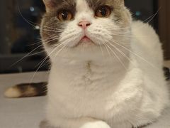 -犀牛家猪排