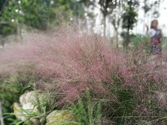 -三圣花乡旅游区