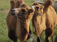 -大召寺明清一条街