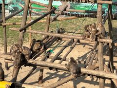 -西霞口神雕山野生动物世界