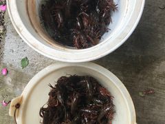 -同銮特种养殖场·龙虾垂钓