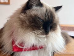 -猫小主咖啡·猫咖cat cafe(福田店)