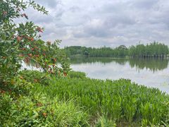 -白鹭湾湿地公园