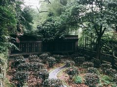 -十八棵（老龙井）御茶园(老龙井店)
