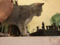 -猫色咖啡·猫咖