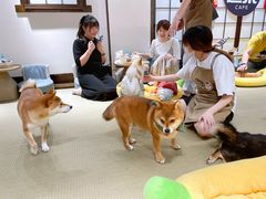 -逗柴咖啡屋·狗咖猫咖宠物桌游