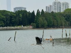 -海珠湖公园