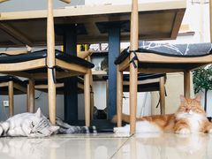 -平行世界·猫咖(首经贸店)